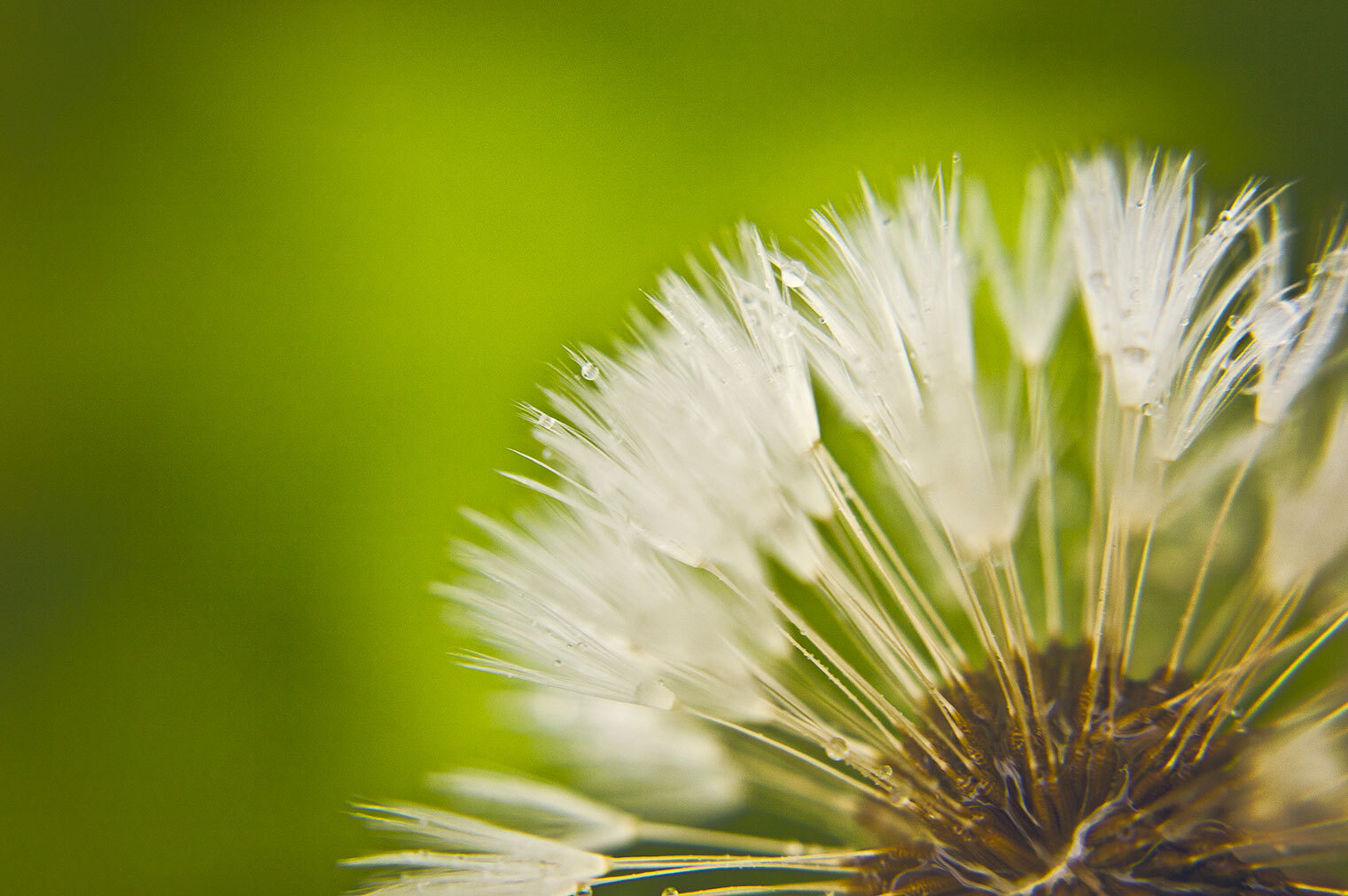 Dandelion – banner